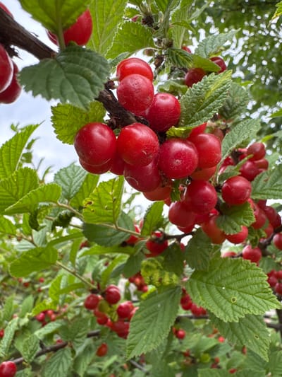 The image captures a close-up view of ripe, red cherries growing on a tree branch amidst lush green foliage. The cherries are clustered together, some appearing smooth and round, while others have a slightly fuzzy texture. The leaves are a vibrant green, with some showing signs of wear and tear, such as small holes. The branch itself is dark brown and appears gnarled. The background is a soft blur of green and white, suggesting an outdoor setting with diffused light. The overall impression is one of abundance and natural beauty. The location is identified as Мичуринское, Russia, which is known for its agricultural significance, particularly fruit cultivation.
