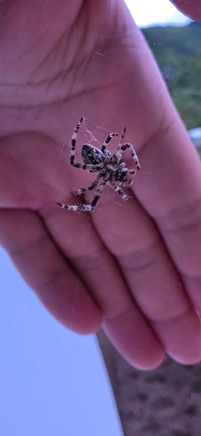 A close-up view shows a mottled gray and white spider suspended in its web against the backdrop of a human hand. The spider has banded legs. The hand's palm is visible, appearing pinkish in the lighting. In the background, out-of-focus elements suggest an outdoor setting with foliage and a light blue sky or surface. The location is not discernible from the image. The city of Rudozem, Bulgaria is not identifiable from this image.