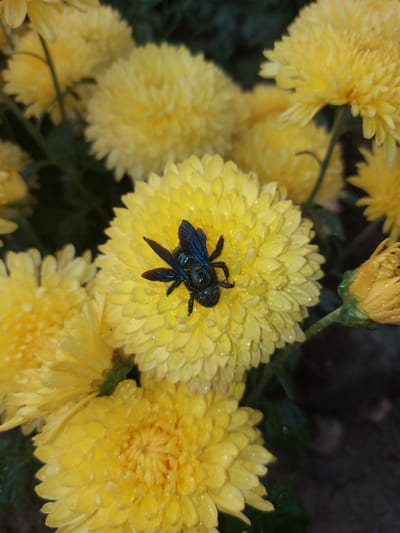 A close-up shot captures a dark, iridescent blue bee resting on a vibrant yellow chrysanthemum flower. The flower is covered in small water droplets, suggesting recent rain or dew. Several other yellow chrysanthemums, some in full bloom and others as buds, are visible in the background, along with dark foliage. The overall impression is one of natural beauty and the intricate details of insect and floral life. The image does not contain any information that would allow for its location to be identified within the city of 1-мая, Kyrgyzstan.