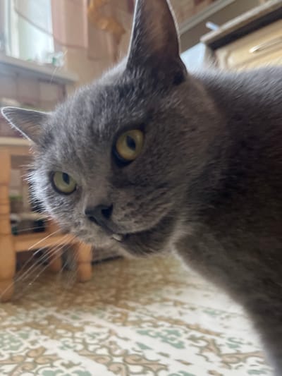 The image is a close-up, low-angle shot of a gray cat's face. The cat has large, round, yellowish-green eyes and prominent whiskers. Its ears are perked up, and its mouth is slightly open, revealing a glimpse of its teeth. The cat's fur appears soft and dense. The background is out of focus, but suggests an indoor setting with patterned wallpaper and wooden elements. The lighting appears to be natural, possibly from a window, casting some shadows. The overall impression is one of curiosity or alertness from the feline subject. No text is visible in the image.