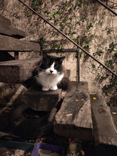 A long-haired, black and white cat is perched on rustic, wooden stairs. The stairs are situated against a wall covered in vines. A metal railing runs alongside the stairs. At the bottom of the stairs, a blue and a purple container are visible. The location is likely outdoors in Victoria, Argentina. The scene is dimly lit.