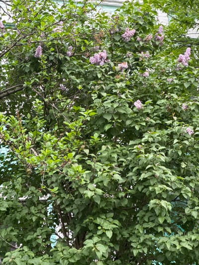 The image depicts a lilac bush in partial bloom, with clusters of light purple flowers visible among the green leaves. The bush appears to be growing near a building, with a portion of the building visible behind the foliage. Based on the location metadata (Akhieli, Georgia), the environment suggests a residential or urban green space. The scene shows no people or specific actions. The primary subjects are the lilac bush and its blossoms.