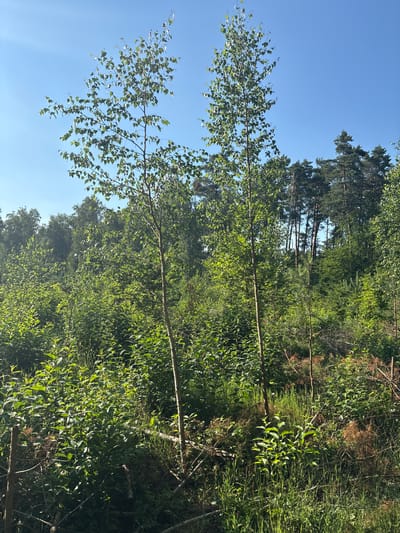 This is a medium-shot, eye-level, outdoor photograph taken in Żurawiniec, Poland. The scene depicts a sunlit forest with a clear blue sky. In the foreground, two slender young birch trees with green leaves stand prominently. The ground is covered with dense green undergrowth, tall grass, and some fallen branches and dried foliage. Behind the birch trees, a dense forest composed of various trees, including taller pine trees with dark green needles, fills the midground and background. The sunlight casts dappled shadows through the leaves, creating a vibrant and natural landscape. No people or animals are visible in the image.