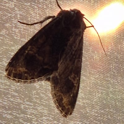 A dark brown moth is clinging to a textured surface, possibly a screen door or window. The moth's wings are spread open, revealing intricate patterns of lighter brown and beige markings. Its antennae are visible, extending forward and to the sides. To the right of the moth, a bright, glowing light source, possibly a lamp or a distant light, creates an orangish-yellow halo effect. The background surface is composed of thin, parallel horizontal lines, creating a striped appearance. The image is a close-up shot, focusing on the moth and the immediate surroundings. The location is identified as Novostroyka, Russia.
