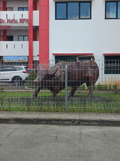 A bronze-colored water buffalo statue stands behind a chain-link fence on a grassy strip next to a road. Behind the buffalo, a multi-story building has red and white trim with reflective windows. The sign on the building reads "Dr. Hafiz, MPH". A white car is parked in front of the building with a banner promoting an event behind it. The day is overcast and the road is gray.