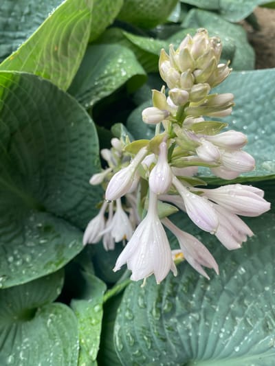 This media file features a close-up view of a flowering hosta plant. The subjects are the delicate, pale lavender and white blossoms of the hosta, which are clustered together on a tall stalk. Many of the trumpet-shaped flowers are still in bud form, while others are beginning to open, revealing their subtle coloration. Water droplets cling to the petals and the surrounding large, green hosta leaves, suggesting recent rain or dew. The leaves exhibit prominent veining and a slightly textured surface. The scene is set outdoors, likely in a garden, given the presence of lush foliage. There are no people or text visible in the image. The lighting suggests it could be daytime, possibly after a rain shower. The overall impression is one of natural beauty and freshness, with the water droplets adding a sense of a tranquil, damp environment. The location context of Pointe-Claire, Canada, places this scene within a Canadian climate, which is consistent with the growth of hostas.