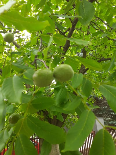 A low-angle medium shot captures a close-up view of green walnuts growing on a tree branch, set against a backdrop of lush green leaves and dappled sunlight filtering through the canopy. The walnuts are in various stages of development, with some appearing round and firm, while others are slightly elongated. The tree's bark is visible, showing a textured, rough surface. In the background, a wooden fence with vertical slats and a glimpse of a red vehicle can be observed. Further back, a building with a light-colored wall and some evergreen trees are visible. The scene suggests an outdoor setting, likely a yard or garden in the city of Drohobych, Ukraine, during daylight hours.