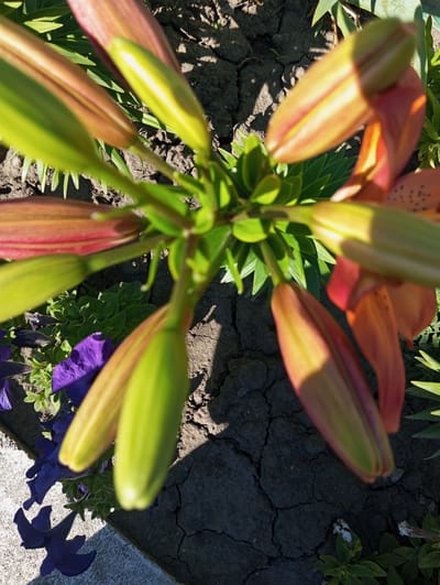 The image is an overhead shot of a cluster of lily buds and open flowers in a garden. The flowers are a mix of orange and pink hues, with some buds still tightly closed and green. The ground is dark soil with visible cracks, suggesting dry conditions. Several deep purple petunia flowers are also visible in the lower left quadrant of the image, some open and some wilting. The overall scene is natural and appears to be outdoors in daylight. The location is identified as Velykyi Sukhodil, Ukraine.