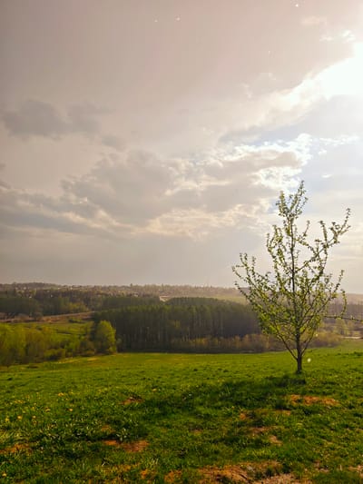 The image captures a landscape in Ильинское, Russia. In the foreground, a grassy field slopes upward, dotted with yellow wildflowers. A small tree with light green leaves stands prominently on the crest of the hill. Behind the field, a dense forest stretches across the middle ground, transitioning into a built-up area with houses and structures in the distance. The sky is filled with clouds, exhibiting a mix of light and dark tones, suggesting varying weather conditions. The overall light quality appears soft, potentially due to overcast weather.