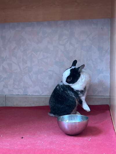 This indoor image, captured in Truchtersheim, France, features a small, black and white rabbit positioned next to a metallic pet bowl. The rabbit has a distinctive black head with a prominent white blaze on its nose and white markings around its mouth and chin, contrasting with its black ears. Its body appears to have a mottled black and white fur pattern. The rabbit is facing towards the bowl, which has a reddish-pink exterior and a shiny silver interior, likely used for food or water.
The setting is an enclosed space, possibly a pet hutch or a designated corner of a room. The floor beneath the rabbit is covered with light-colored tiles that exhibit a subtle, geometric, textured pattern in greyish-white tones. To the left of the frame, a wooden panel or wall provides a structural boundary. On the right side, directly adjacent to the rabbit and the bowl, there is a vibrant reddish-pink surface, which could be a mat, carpet, or part of a pet enclosure's base. A light-colored trim or border runs horizontally across the top edge of the wooden panel and the tiled floor, defining the junction of different surfaces. The lighting suggests an ambient indoor environment. The rabbit appears calm and relaxed. No text is visible in the image.