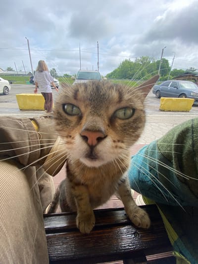 A medium close-up, low-angle shot shows a tabby cat's face filling the foreground. The cat has green eyes and is looking directly at the camera. Its paws are resting on a dark, wet wooden surface, possibly a bench. To the left, a person wearing a tan corduroy jacket is partially visible, and to the right, a person is partially visible wearing a blue and green plaid blanket or fabric. In the background, a woman in a white t-shirt and brown pants is walking away from the camera, and several cars and yellow concrete blocks are visible in what appears to be an outdoor public space, potentially a parking lot or roadside area, consistent with a location in the city of Mayak, Russia. The sky is overcast with scattered clouds.