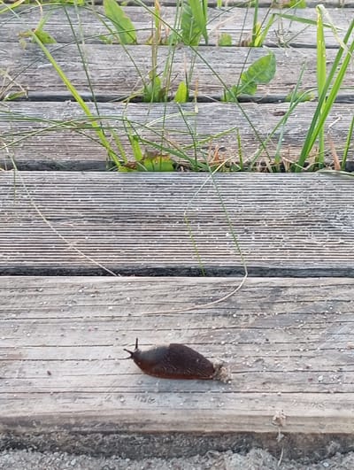 A brown slug is crawling across a weathered wooden walkway in Sztynort, Poland. The walkway is composed of several parallel wooden planks, some of which show signs of age and wear. Green grass and weeds are growing up through the gaps between the planks on the left side of the image. The ground to the right of the walkway appears to be sandy or gravelly. The lighting suggests it is daytime, possibly overcast, as there are no strong shadows. The slug is oriented horizontally, with its head pointing towards the right. The focus is primarily on the slug and the texture of the wooden planks. No people or text are visible in the image.