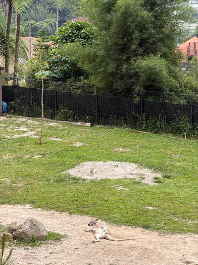 A kangaroo lies on its back in a sandy area next to a patch of grass. The kangaroo has its legs in the air and appears relaxed. Behind the grass is a black mesh fence and a dense thicket of trees and bushes. A large rock sits near the kangaroo. Part of a building is visible in the background.
