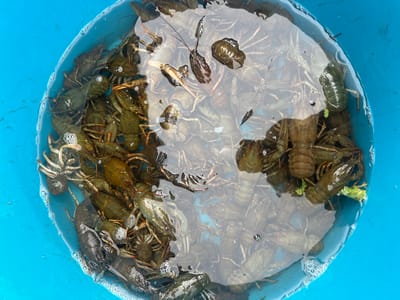 The image is a top-down view of a bright blue plastic bucket filled with live crayfish in water. The crayfish are mostly dark green and brown, with some lighter colored individuals visible. Their antennae and legs are spread out, and many are clustered together. Bubbles are visible on the surface of the water and clinging to the crayfish. The bucket is full, with the water level reaching close to the rim. The scene appears to be outdoors, with natural light illuminating the crayfish and the bucket. No specific location in Bol'shaya Shishovka, Russia, can be determined from the image itself.
