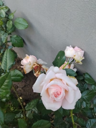The image depicts a close-up view of a rose bush with light pink and white roses, some of which appear to be wilting. The roses are growing near a textured, light gray wall. The leaves of the rose bush are green and appear healthy, contrasting with the delicate petals of the flowers. The background shows a patch of dark soil. The scene is likely a garden or outdoor space, potentially in Cîrpești, Moldova, given the contextual information. No people are visible in the image.