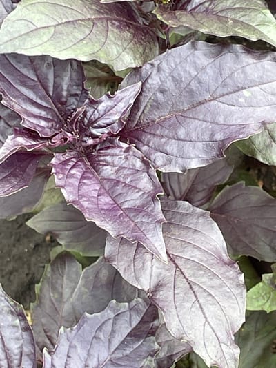 The image shows a close-up view of purple basil leaves. The leaves are richly colored, with deep purple hues and prominent veins. The texture of the leaves appears slightly crinkled and has a velvety sheen. Some of the leaves are lighter green at the edges, suggesting a variation in color. The background is out of focus, but appears to be a darker, earthy tone, possibly soil or other foliage. There are no people or any elements suggesting a specific location within the city of Petrushenko, Russia. The image focuses solely on the botanical subject.