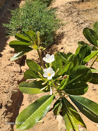 The image shows a close-up of a small shrub with two white flowers. The shrub is growing in sandy soil. There is a second, larger shrub visible in the background. The image was taken in Karima, Sudan at the coordinates 18.54 latitude and 31.831 longitude. The image is taken at ground level and there are no people present. The white flowers are visible on the right side of the image. The image is taken in a sunny environment.  The image appears to have been taken with a mobile phone.