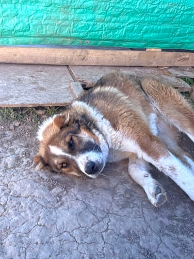 The image shows a dog lying on cracked, dry ground in Matchino, Russia. The dog is a large breed with brown, white, and black fur. It is lying on its back with its legs extended, appearing relaxed and possibly sleepy. The dog's head is tilted upwards, and its eyes are partially closed. A white stripe runs down the dog's nose and forehead, and it has dark markings around its eyes.
To the left of the dog, a section of a green tarp is visible, held in place by a wooden plank. The tarp appears to be somewhat wrinkled. The ground beneath the dog is a pale, dusty grey and shows distinct cracks, suggesting a dry, possibly warm environment. In the background, some dry grass and debris are scattered.
The lighting suggests it might be daytime, with soft shadows indicating natural light. The overall scene conveys a sense of casual rest in an outdoor, possibly rural or utilitarian setting. There is no visible text in the image.