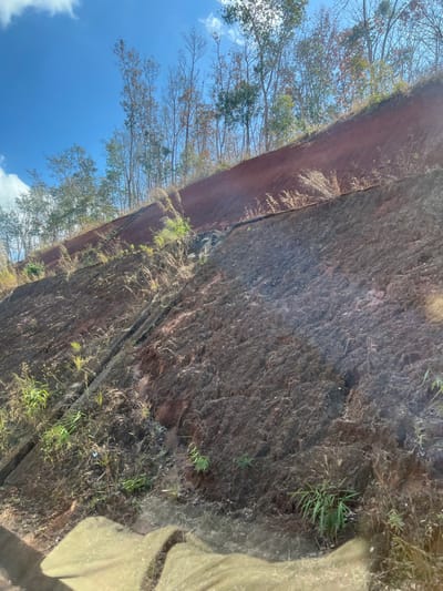 A sandstone cliff face dominates the scene, bisected by a prominent vertical fracture. Plants cling to the rock face, with trees along the top edge, partially obscuring a blue sky with light clouds. The exposed rock exhibits a rough texture. Vegetation in the foreground further softens the hard rock lines.