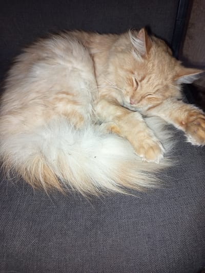 A fluffy, orange cat is curled up asleep on a dark gray, textured surface, possibly a chair or couch. The cat's fur is a mix of light orange and white, with longer fur around its tail and chest. Its eyes are closed, and its head is resting on its paws. The overall scene conveys a sense of peace and relaxation. The lighting suggests it might be nighttime or indoors with dim lighting. No text is visible in the image. The location context is Sloviansk, Ukraine.
