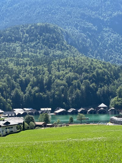 The image depicts a scenic view of Schönau am Königssee, Germany. In the foreground, a lush green meadow is dotted with small white wildflowers. Beyond the meadow, a village nestles along the shoreline of a vibrant turquoise lake, identified as the Königssee. A row of dark-roofed boathouses with distinct architectural styles stands on the water's edge. A single tree with sparse foliage stands between the boathouses and a modern structure with a curved, ribbed roof on the right side of the image. Several horses are visible in the field near the village. In the distance, a dense forest covers the steep slopes of mountains, which rise dramatically behind the lake and village, their peaks fading into a hazy blue sky. A bird of prey is captured in flight against the sky. The scene is bathed in bright sunlight, casting distinct shadows and highlighting the vibrant colors of the landscape.