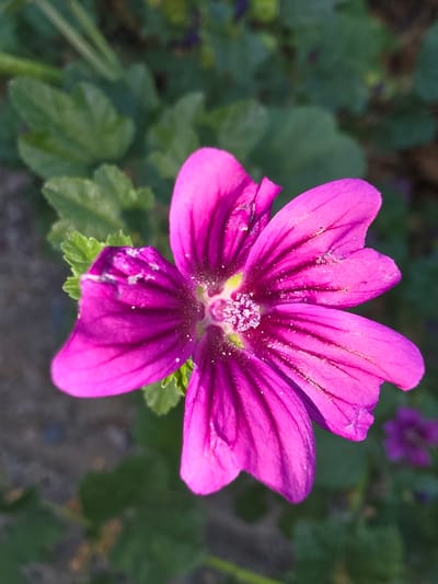 This is a close-up photograph of a single, vibrant magenta mallow flower in full bloom. The flower has five delicate petals, each with darker veining radiating from the center. The center of the flower is a deep magenta, transitioning to a lighter yellow-green at the base of the petals. Small, white pollen-covered stamens are clustered in the very center, giving it a slightly fuzzy appearance. There are a few specks of what appear to be dirt or pollen on some of the petals, particularly on the lower left petal.
The flower is set against a blurred background of green foliage and dark ground, suggesting an outdoor setting. There are hints of other, out-of-focus purple flowers in the upper background. The lighting suggests it is daytime, likely with sunlight illuminating the flower from above, casting subtle shadows within the petals.
The image is a high-resolution, macro shot that focuses entirely on the detail and color of the flower. There is no text visible in the image. The location context of Shiklar, Uzbekistan, places this image within a natural or garden environment in that region.