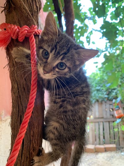 A tabby-patterned domestic cat kitten is depicted clinging vertically to a weathered, dark brown tree trunk or wooden post, located in Sidi Slimane Moul Al Kifane, Morocco. The kitten, with grey and brown striped fur, bright blue-green irises, and prominent white whiskers, gazes directly towards the viewer. Its front paws are gripping the trunk, with sharp claws visible, and one paw rests near a bright coral red rope tightly knotted around the trunk, with one strand hanging vertically alongside the kitten. The scene is illuminated by daylight, with a bright, out-of-focus background showing dappled green foliage against a bright sky, suggesting an outdoor setting. Further in the blurred background, a light brown wooden fence with vertical slats is visible, along with three light-colored bricks on the ground and a partially obscured orange object to the far right. A light pink wall is partially visible on the left side of the frame.