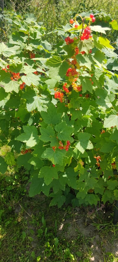 A bush with red currants and green leaves is pictured in an outdoor setting. The currants are small and round, with some appearing more red and others more yellow. The leaves are broad and have serrated edges, with veins visible on their surface. The bush is dense and bushy, with sunlight filtering through the leaves, creating dappled light and shadow patterns. The ground beneath the bush is covered with grass and some dry vegetation. In the background, a fence can be seen, and beyond that, more greenery. The scene appears to be in a rural or garden environment.