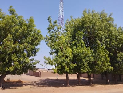 The image shows a row of five trees with lush green leaves, growing in front of a low mud-brick wall. The trees obscure a small building with a grey roof, partly visible behind the wall. The ground is dusty and dry. A tall, slender white and red metal tower extends from the ground to the top of the frame, rising through the branches of the trees. A single person, wearing a blue shirt and white pants, is visible in the far distance, walking away from the camera. The scene appears to be in a rural area of Tongo, Nigeria. The coordinates indicate a location near the northern edge of the city, close to farmland and residential areas.