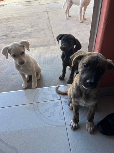 A close-up, slightly tilted, shot features three puppies. One, brindle-colored, dominates the upper-right corner, its head prominent. A black puppy sits behind and to the left of the brindle one. A pale, white puppy is positioned in the lower-left corner. The background is tiled in white, showing a circular floral pattern on some tiles. In the top-right corner, a glimpse of a black shoe suggests a person's presence. The overall perspective is from slightly above, looking down at the puppies.