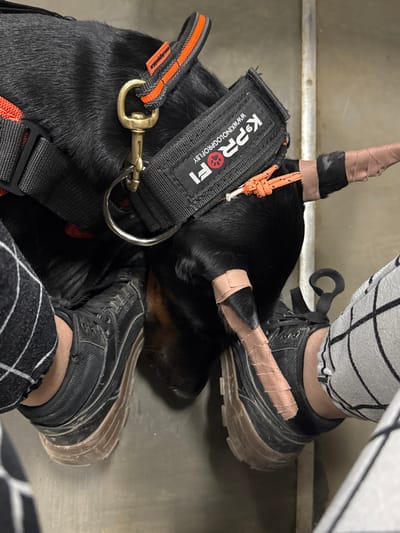 An overhead view captures a black Doberman Pinscher resting between the feet of a human subject on a light gray, scuffed floor. The dog's ears are cropped and secured with flesh-toned medical tape; an orange paracord knot is visible on the right ear. A black tactical-style harness with red-orange accents is worn by the dog, featuring a brass-colored snap hook, a silver D-ring, and a patch displaying "K9PROFI" and "WWW.KINOLOGPROFI.BY". The human subject wears black and white checkered pants and black sneakers with thick, light brown soles. A vertical metal beam is visible in the background. The indoor environment is consistent with a veterinary clinic or a specialized dog training facility located in the city of Khotkovo, Russia, though the ".BY" domain on the harness patch suggests a connection to Belarus.