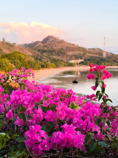 In the foreground, vibrant pink bougainvillea flowers dominate the frame, with some smaller orange flowers interspersed. Behind the flowers, a tranquil body of water reflects the sky and surrounding landscape. The water meets a sandy beach, which curves along the coastline. Lush green trees line the upper edge of the beach, leading to rolling hills covered in dry, brown vegetation. In the distance, a tall telecommunications tower stands on one of the hills. The sky above is a soft blue, with wispy pink clouds, suggesting it is either sunrise or sunset. The scene appears to be a coastal area in Labuan Bajo, Indonesia, characterized by its tropical flora and hilly terrain.
