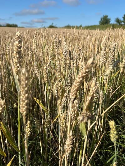 A close-up, low-angle shot captures a field of ripe wheat under a clear blue sky with scattered white clouds. The wheat stalks are golden brown and tall, dominating the foreground and extending into the background. Some green stalks and leaves are visible interspersed among the wheat. Trees and a green hill are visible in the distant background, suggesting a rural or semi-rural setting. The sunlight casts shadows, highlighting the texture and details of the wheat heads. The image appears to be taken in Bałdowo, Poland, on a sunny day. There are no people or animals present in the scene.