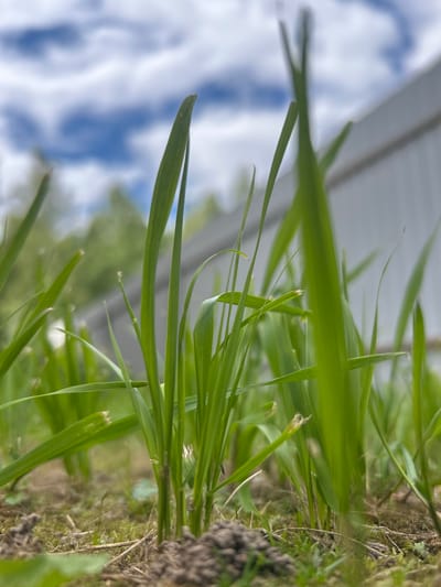 The image is a low-angle, close-up shot of vibrant green grass blades in Il'inskoe, Russia. The foreground is dominated by sharp, in-focus blades of grass, with some slightly blurred in the background. The ground beneath the grass appears to be soil and dry debris. In the mid-ground and background, the scene is out of focus, showing hints of trees and a light-colored vertical structure, possibly a fence or building. The sky above is a mix of blue with scattered white clouds. There are no people or animals visible in the image. The lighting suggests it is daytime with natural light.