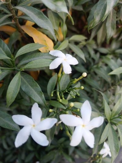 This image is a close-up, top-down view of white flowers with five petals each, set against a backdrop of green and yellowish leaves. The flowers are in various stages of bloom, with some fully open and others still buds. The lighting suggests it may be daytime. The image does not provide enough visual information to determine its specific location in Koronadal City, Philippines, or to identify any people, actions, or interactions. The environment depicted is natural, likely a garden or outdoor plant setting.