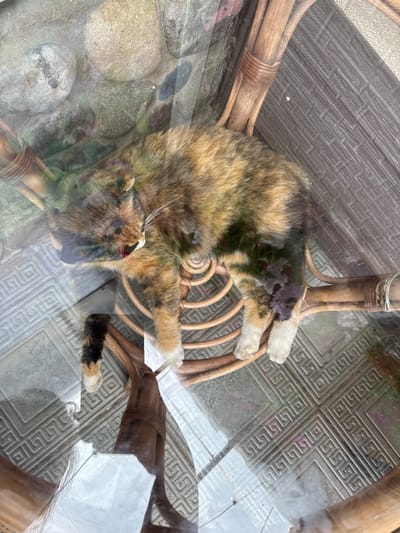 A calico cat is sleeping on a wicker chair under a glass table. The cat has patches of orange, black, and white fur. The chair is positioned on a patterned tile floor. In the background, there are large, smooth stones and a wooden railing. The scene is captured from an overhead perspective, with reflections on the glass table obscuring some details. This image was taken in Chuguyevka, Russia.