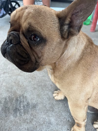 The image shows a close-up of a fawn-colored French Bulldog sitting on a concrete surface. The dog's face is the primary focus, with its large, expressive eyes and characteristic wrinkled snout. The background is blurred, but hints of a stroller or wheelchair on the left and a red object and green bottle on the right suggest an outdoor setting. The dog appears to be alert and looking slightly off-camera. No specific location in Klimentovo, Bulgaria can be determined from the image.