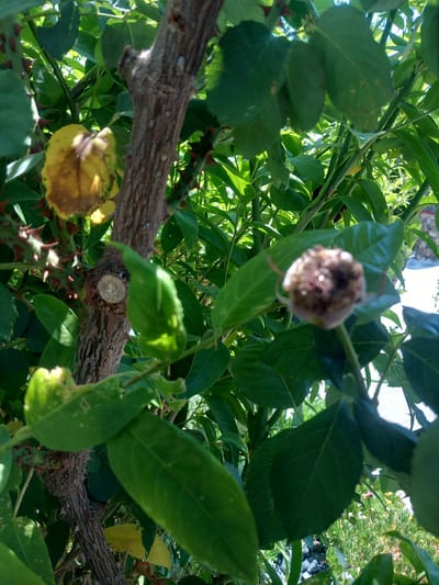 In the city of Άγιος Νεκτάριος, Greece, a close-up view captures a section of a rose bush. The image focuses on the thorny branches, lush green leaves, and a withered yellowed rose hip on the left. A developing rose bud, appearing brown and fuzzy, is visible on the right side of the frame. The background is a blur of more greenery and a hint of distant structures.