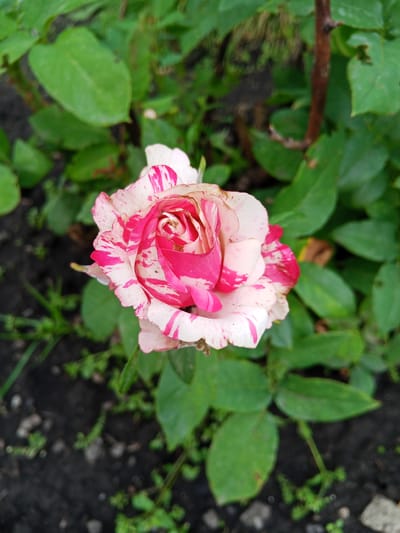 A close-up shot captures a beautiful, partially bloomed rose with pink and white variegated petals. The rose is the central subject, its delicate form and striking color pattern drawing the viewer's attention. The background consists of lush green leaves, some in focus and others softly blurred, suggesting a garden setting. The soil beneath the rose is dark and appears moist, with a few small green shoots and scattered small stones visible. A thin, dark brown stem of the rose plant is present on the right side of the frame, further grounding the scene in nature.
The lighting suggests it might be daytime, possibly overcast, as there are no harsh shadows, and the colors are soft and natural. The overall mood is serene and tranquil, highlighting the simple beauty of the flower. There is no visible text in the image. The location is noted as Panino, Russia, which fits the natural, outdoor garden scene. The image focuses solely on the natural beauty of the rose and its surroundings.