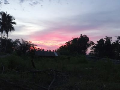 The image depicts a serene twilight scene in Blang Mee, Indonesia. The sky is a canvas of soft hues, transitioning from a pale lavender at the top to vibrant pinks and oranges near the horizon, indicative of a sunset or sunrise. Silhouetted against this colorful sky are lush green trees and palm trees, their fronds creating a jagged outline. In the mid-ground, a corrugated metal roof of a simple structure is visible, suggesting a rural or semi-rural dwelling. The foreground is dominated by dark, dense foliage and fallen branches, adding a sense of depth and natural wildness to the composition. The overall atmosphere is tranquil and natural, capturing the beauty of the Indonesian landscape at dusk or dawn.