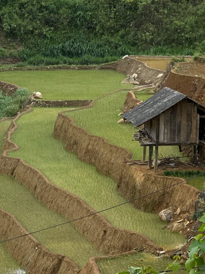 This detailed description pertains to an image captured in Dế Xu Phình, Vietnam, showcasing an agricultural landscape.

The scene depicts multiple levels of terraced rice paddies, characteristic of mountainous cultivation. These terraces are formed by earthen embankments, which exhibit a reddish-brown coloration and varied textures. The majority of the visible paddies contain young, vibrant green rice plants submerged in shallow water, with some areas reflecting the ambient light. Some upper paddies appear to be more recently prepared or water-filled, lacking dense green growth.

A single-story wooden house, constructed on stilts, is prominently positioned on the edge of an upper terrace towards the right side of the frame. The house features vertical wooden plank walls and a dark, weathered, sloped roof. Accumulated wooden debris and other materials are visible beneath the elevated structure.

The background consists of a densely vegetated hillside, covered in various shades of green foliage, including tall grasses and trees, extending upwards beyond the frame. In the lower foreground, on the bottom right, additional green leafy vegetation is partially visible.

A black electrical or communication wire traverses diagonally across the lower-middle section of the image, passing above several rice paddies.

No human figures or discernible animal life are present within the captured frame. The overall lighting suggests an overcast or diffused sky, casting soft, even illumination across the landscape.