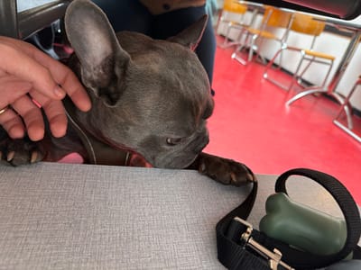 The scene is situated indoors within a commercial establishment in Saint-Gilles - Sint-Gillis, Belgium. A blue-grey French Bulldog, wearing a partially visible red collar or harness, is positioned with its front paws resting on a light grey, textured surface, possibly a tabletop. Its head is turned towards the lower right. A light-skinned human hand, featuring a ring on the fourth finger, is petting the dog's neck area on the left side of the frame. Behind the dog's head, fragments of a person's dark blue and brown clothing are visible. To the right of the dog, on the same grey surface, a black nylon leash with a silver metal snap hook is coiled beside a green, bone-shaped dog waste bag dispenser. The background reveals a distinct bright red floor and white walls. Multiple light-colored tables with silver metal frames and light brown/orange wooden chairs with silver metal frames are arranged in the distance, indicating a public dining or waiting area.
