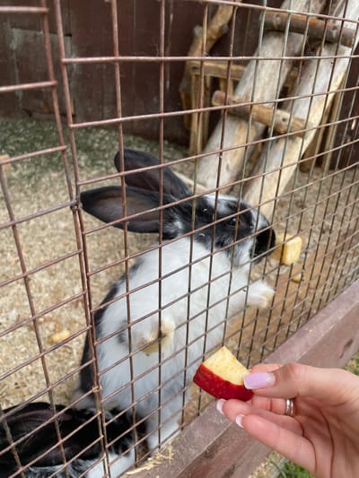 A close-up, high-angle shot captures a moment of feeding a rabbit through a metal cage. The primary subjects are a person's hand, holding a piece of apple, and a black and white rabbit inside an enclosure.
The activity shows a fair-skinned hand, with light pink and white French-tip nail polish and a silver ring on the ring finger, gently offering a piece of red and yellow apple to the rabbit. The rabbit, with distinctive black and white fur and floppy ears, is visible through the rusty brown metal bars of its cage. Its head and a significant portion of its body are seen, with its dark eye looking towards the food.
Notable details include the rustic appearance of the enclosure, featuring several light brown wooden logs or structures within the cage, and what appears to be wood shavings or dry bedding on the ground. The metal cage bars are visibly rusty, suggesting an older or well-used structure. The scene is illuminated by natural daylight, indicating an outdoor setting, possibly at a farm, petting zoo, or private animal enclosure in Timofeevka, Russia. No visible text is present in the image. The interaction appears gentle and calm.