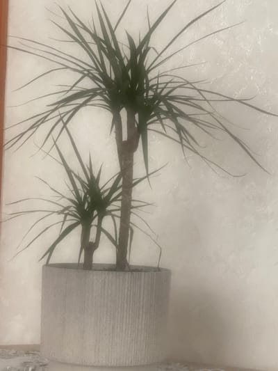 The image shows a tall, potted plant with long, slender green leaves against a textured, off-white wall. The plant appears to be a Dracaena, possibly a Dracaena marginata, with a thick brown stem and multiple branches. It is housed in a cylindrical, ribbed grey pot. To the left of the plant, a narrow section of a wooden frame is visible, suggesting it might be near a doorway or window. The overall lighting is soft and diffused, creating a slightly hazy effect. The background wall has a subtle, irregular texture, reminiscent of stucco or painted plaster. The image does not contain any information or visual cues that would allow for the identification of its location in the city of Ispas, Ukraine.