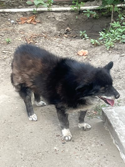 A medium-sized, black and tan dog is standing on a concrete path. The dog is looking to the right with its mouth open, tongue visible. Its fur is shaggy, with lighter brown and gray mixed in with the black. The dog's paws are white. In the background, there is dirt and some green plants. To the right of the dog, a portion of a concrete structure is visible. The scene appears to be an outdoor area, possibly a backyard or alleyway, in Yerzhovo, Moldova.