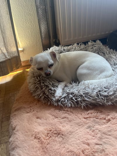 A small, white dog is resting in a fluffy, round dog bed, which is placed on a larger, peach-colored fluffy rug. The dog bed is gray and shaggy, and the dog is curled up with its eyes partially closed. The dog bed and rug are on a wooden floor. In the background, there is a radiator, a wall with a textured surface, and a curtain. A strong beam of sunlight is illuminating the left side of the image, casting a warm glow on the floor and the wall. The scene appears to be indoors, in a domestic setting. The specific location in the city of Bottrop, Germany cannot be determined from the visual information provided in the image.