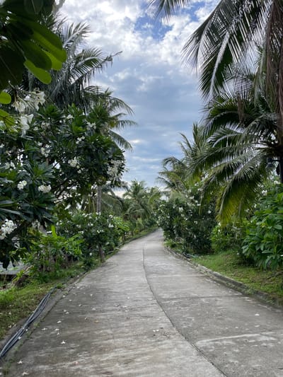The image depicts a concrete road curving gently to the right, flanked by tropical vegetation, including palm trees and trees with white blossoms. The sky is visible above, partially obscured by palm fronds, with scattered clouds. The scene is in Baan Wang Ta Kien, Thailand.