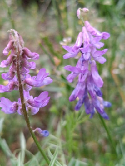 The image depicts a close-up, shallow depth-of-field shot of two flowering stems of purple vetch (Vicia) plants. The plant on the left is positioned vertically and slightly out of focus in the foreground. Its purple flowers are clustered and appear to be nearing the end of their bloom. The stem is thin and green. To the right, another stem of the same plant is more in focus and extends diagonally upwards. This stem features a more vibrant display of purple flowers, some appearing fully open and others still in bud at the top. A small, dark insect, possibly a bee or fly, is visible on one of the flowers. The background is a soft blur of green foliage and hints of brown, suggesting a natural outdoor environment. The lighting is diffused, creating a gentle, slightly grainy texture throughout the image. The specific location in Martuni, Armenia, is not discernible from the visual information provided in the image.