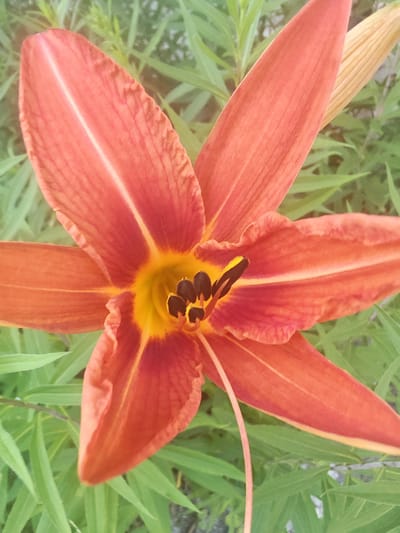 An overhead close-up shot captures a vibrant orange lily with yellow and dark brown accents in the center. The flower's petals, exhibiting a delicate texture with visible veins, are spread open, revealing its inner structure. Surrounding the lily are numerous thin, green leaves, blurred by the shallow depth of field, suggesting an outdoor setting. The background is a soft blur of green foliage, indicating a natural environment. The lighting appears to be natural daylight, highlighting the rich colors of the flower. The image was taken in a rural area near Чонкаўскі сельскі Савет, Belarus.