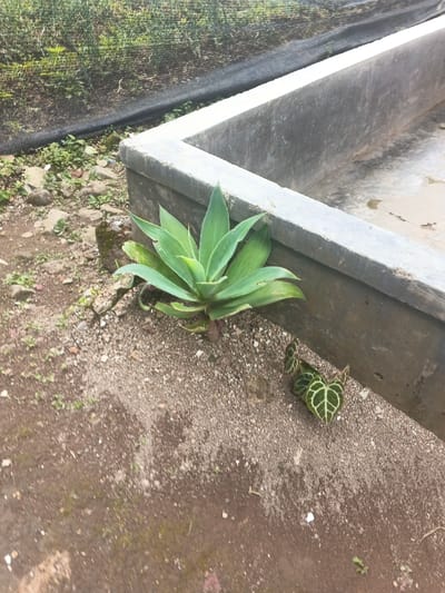 This image depicts an outdoor scene in the city of Bien Hoa, Vietnam. In the foreground, a large Agave-like succulent plant with pale green, pointed leaves grows from light brown, gravelly soil. Immediately to its right, a smaller plant with dark green, heart-shaped leaves featuring prominent lighter green or white veins is visible at ground level. These plants are situated adjacent to a rectangular concrete structure, possibly a raised bed or trough, which occupies the middle-right portion of the frame. The concrete structure is unpainted, exhibiting a weathered texture and some staining on its interior and exterior surfaces. The ground around the plants consists of disturbed soil, small rocks, and sparse patches of green vegetation. In the upper left background, a black mesh netting, likely a shade cloth or fence, partially obscures a dense area of green foliage. No individuals or active subjects are present.
